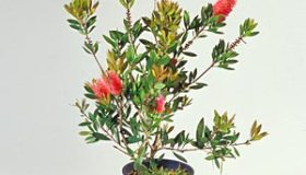 Callistemon
