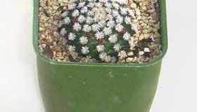 Mammillaria