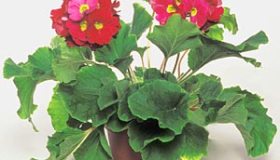 Primula obconica