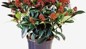Skimmia japonica