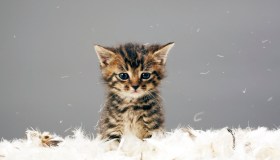 Cose da non fare mai a un gatto