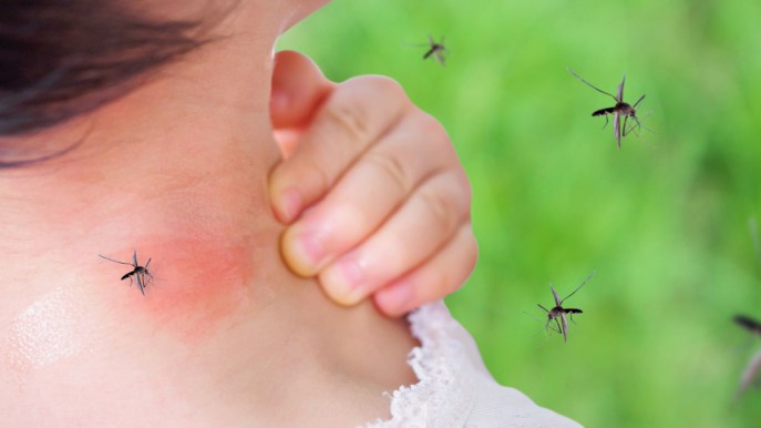 5 piante anti zanzare per un giardino a prova di puntura