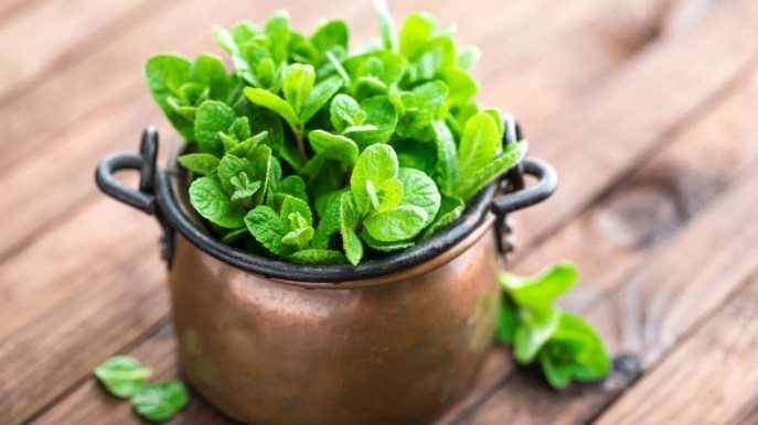 Menta: ne conosci le proprietà curative e sai coltivarla?