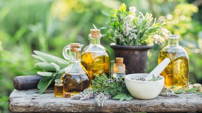 Piante medicinali: come coltivarle in casa