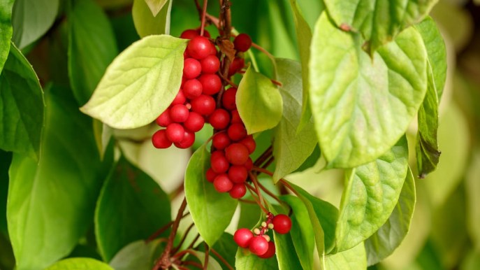 Schisandra, la pianta adattogena che potenzia la memoria e agisce sul fegato