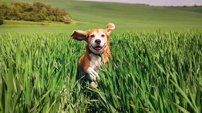 Sei pronta a prendere un cane? Come scoprirlo