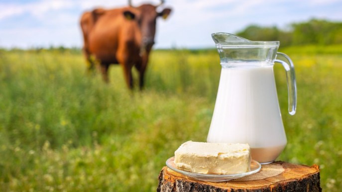 Latte di bufala, perché ce lo invidiano negli USA