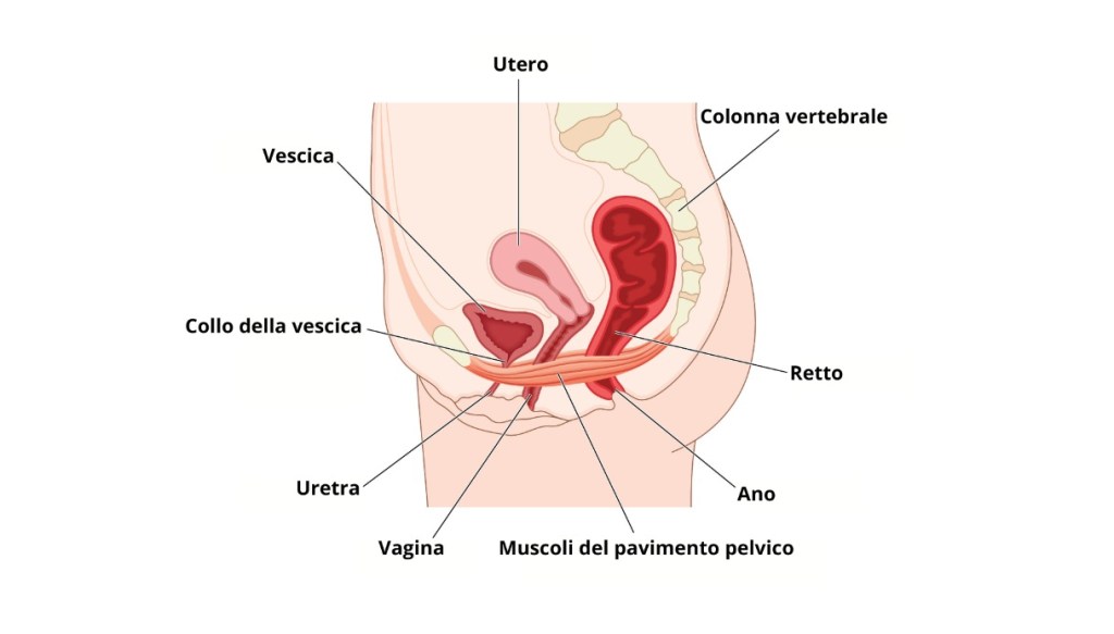 pavimento pelvico anatomia