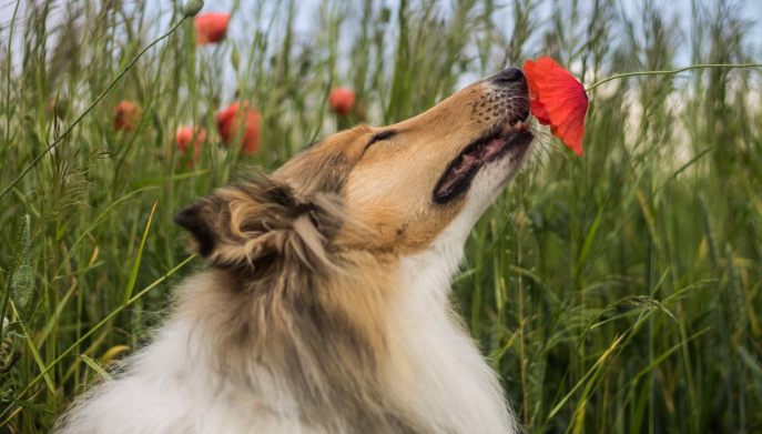 olfatto del cane