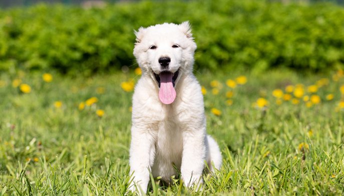 Come i cani vedono il mondo