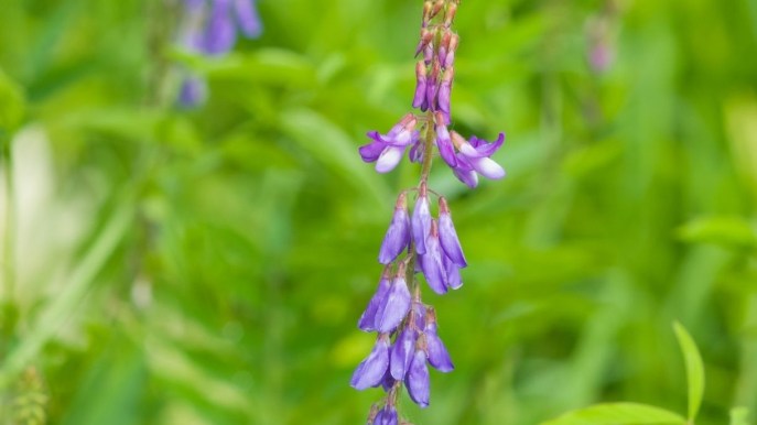 Galega: proprietà, benefici e a cosa serve