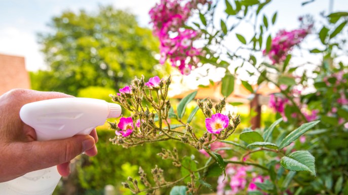 Aceto nel giardino, l’incredibile trucco per proteggere le piante