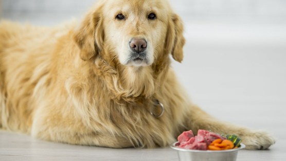 Corretta alimentazione del cane