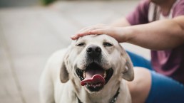 Perché i cani fanno le puzzette e cosa fare?