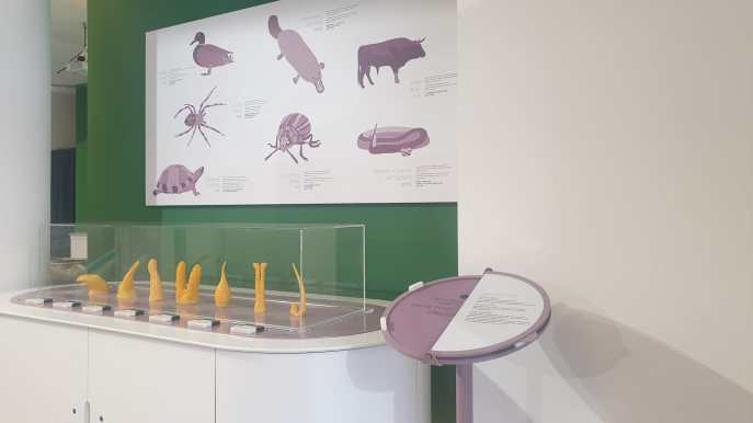Corporea, museo eros