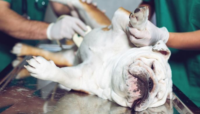 cane maschio veterinario