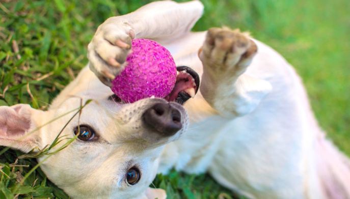 cane gioco
