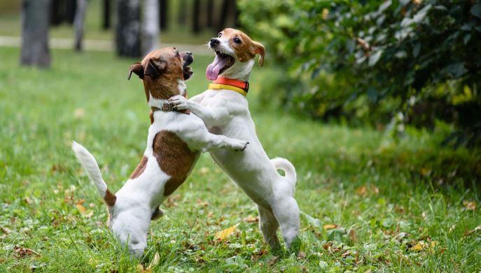 coppia di cani piccoli