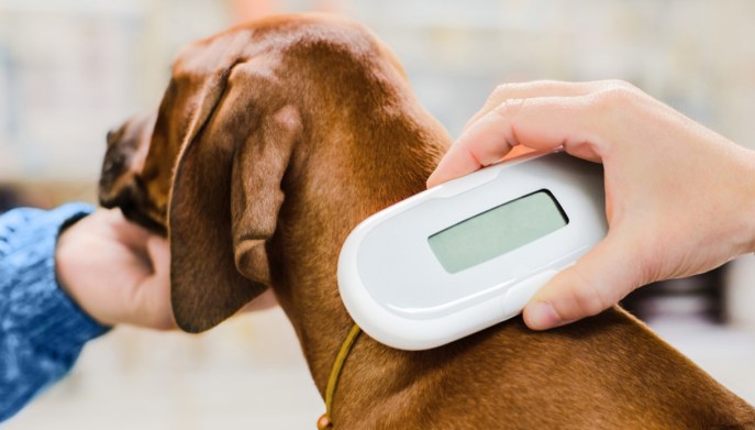 cane microchip