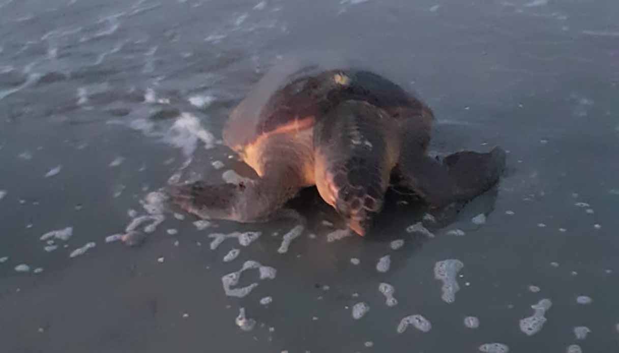 Caretta Caretta in Emilia Romagna