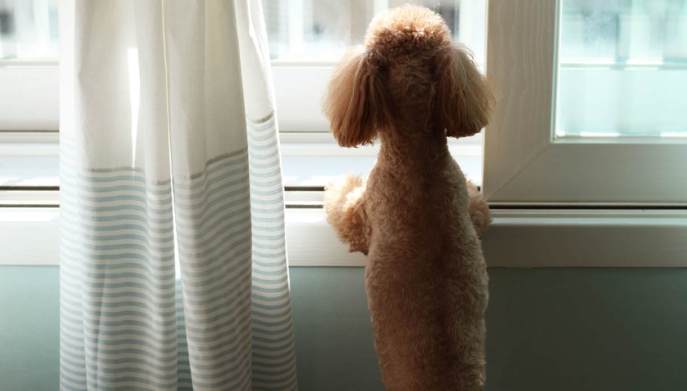 cane da solo