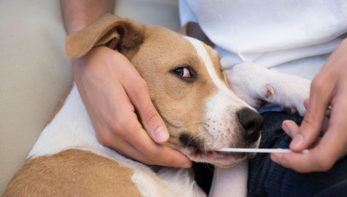 cane test