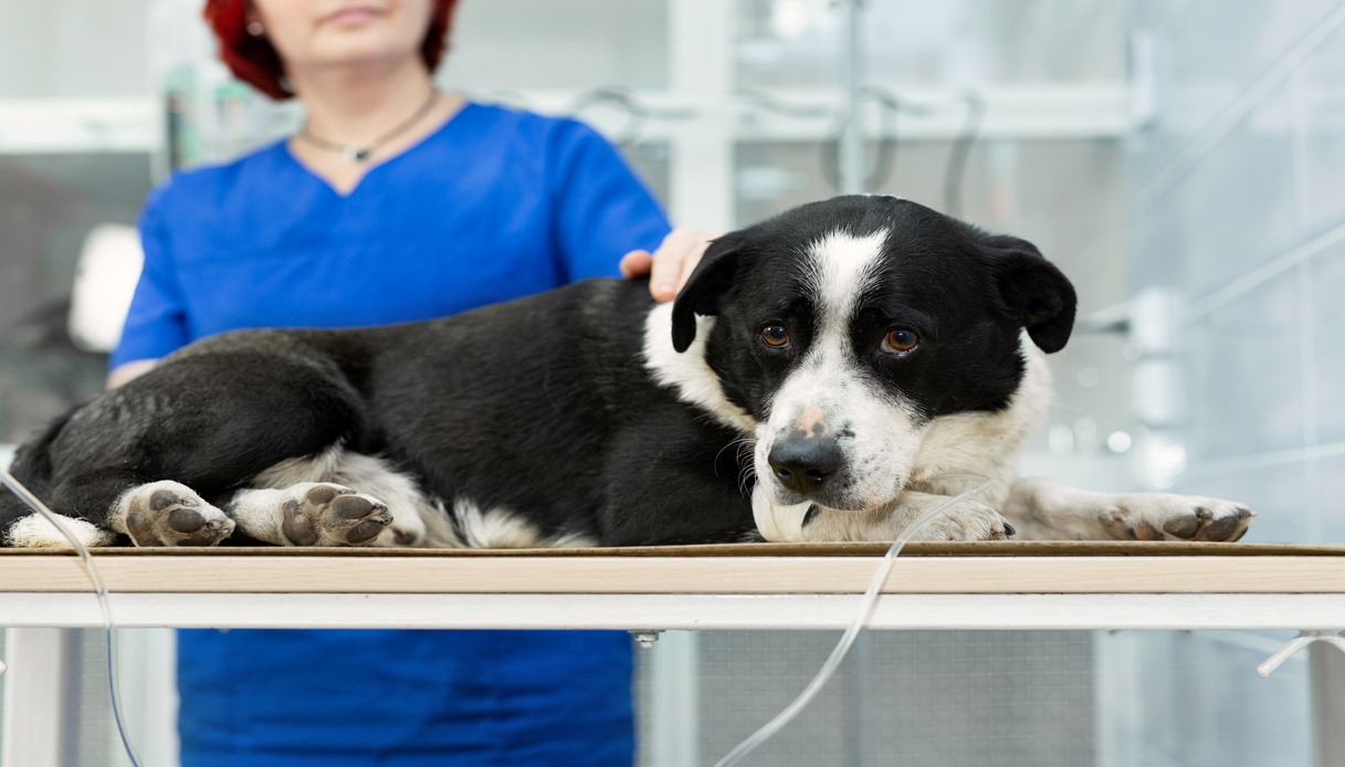 vomito nel cane