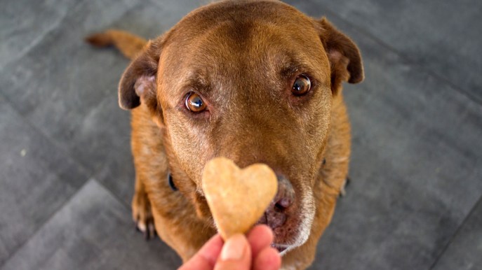 Il modo migliore per educare il tuo cane è tramite il rinforzo positivo: perché e come farlo