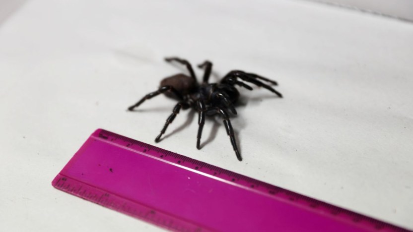 Ragni in casa, come eliminarli: i metodi più efficaci