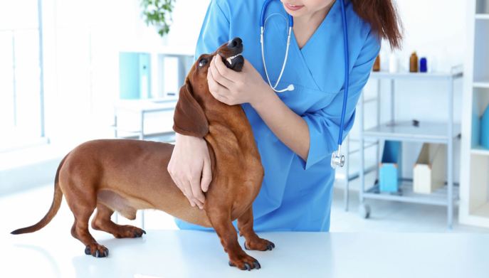 visitare il cane