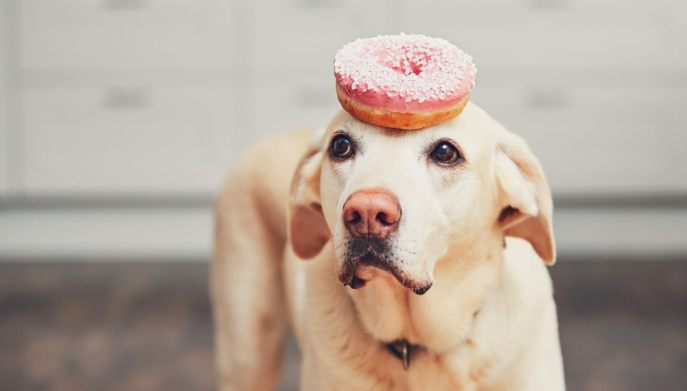 alimentazione cane