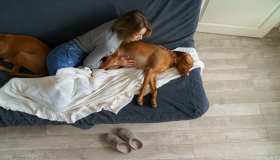 Sospetti che il tuo cane abbia la gastrite? Quanto dura e cosa sapere