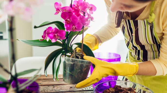 Come innaffiare le orchidee: il trucco del latte è geniale