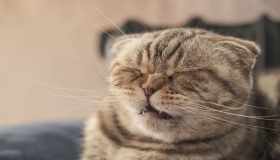 Il raffreddore nel gatto: come riconoscerlo e quando preoccuparsi