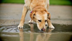 Perché il cane beve tanto? Le possibili cause e quando preoccuparsi