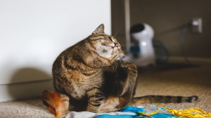 Rogna nei gatti, tutto su come prevenire e curare la scabbia felina