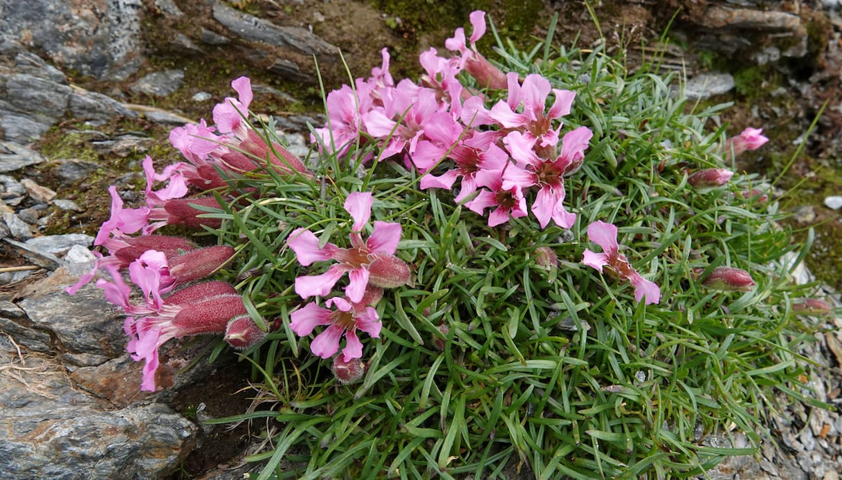 La pianta della saponaria