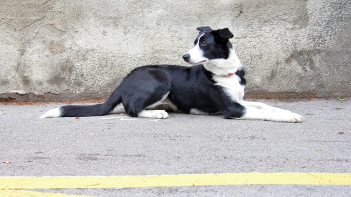Finisce in ospedale dopo un incidente, il cane l’aspetta per giorni. Poi si ritrovano