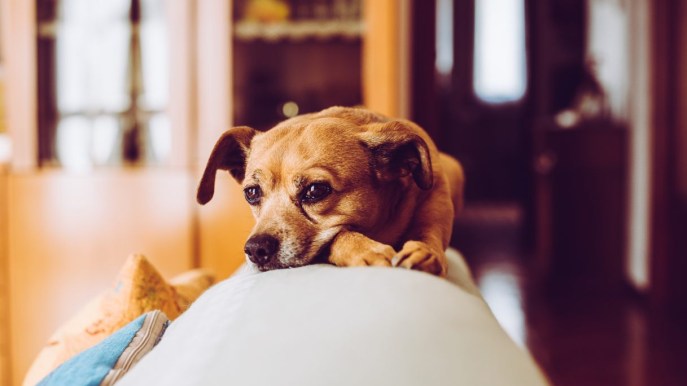 Piometra, una patologia pericolosa per le cagnoline non sterilizzate