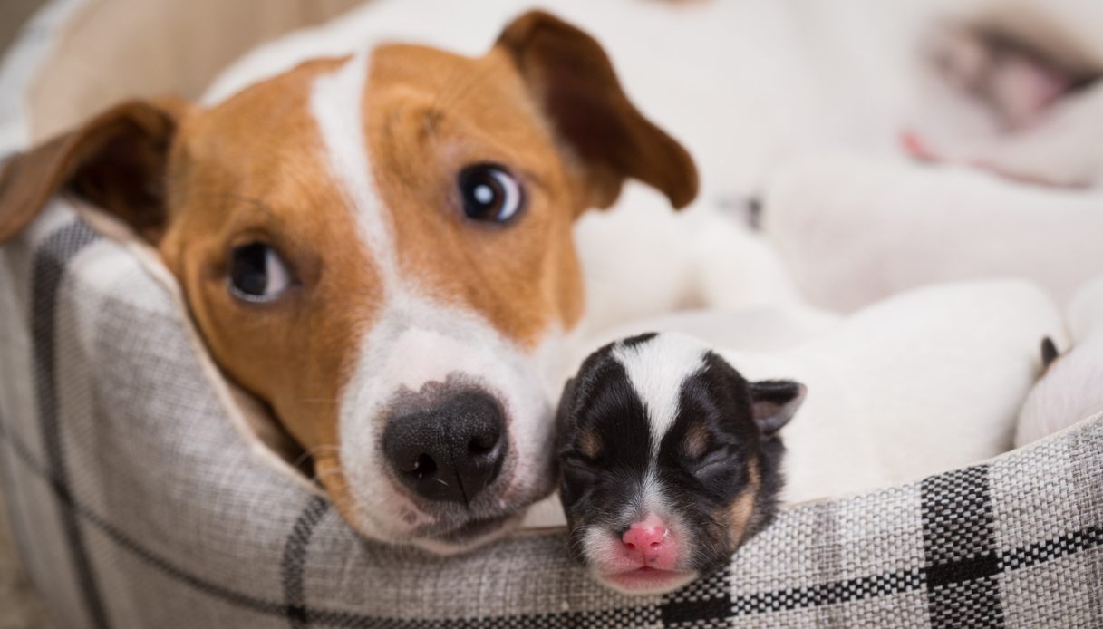 cagnolino con cucciolo