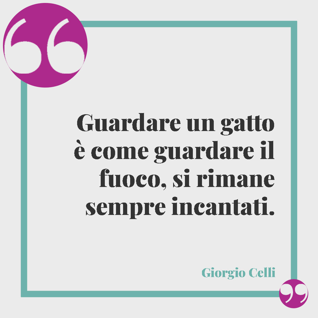 Frasi sui gatti. Guardare un gatto è come guardare il fuoco, si rimane sempre incantati. (Giorgio Celli)