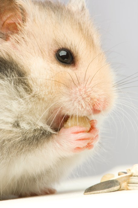 Criceto dorato cosa mangia