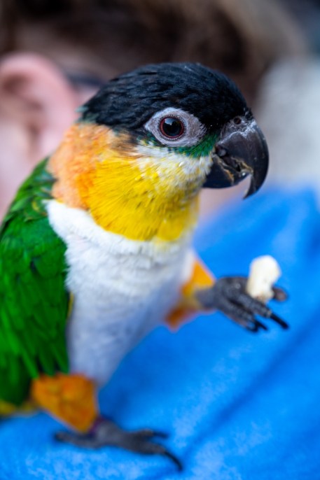 Caicco pappagallo