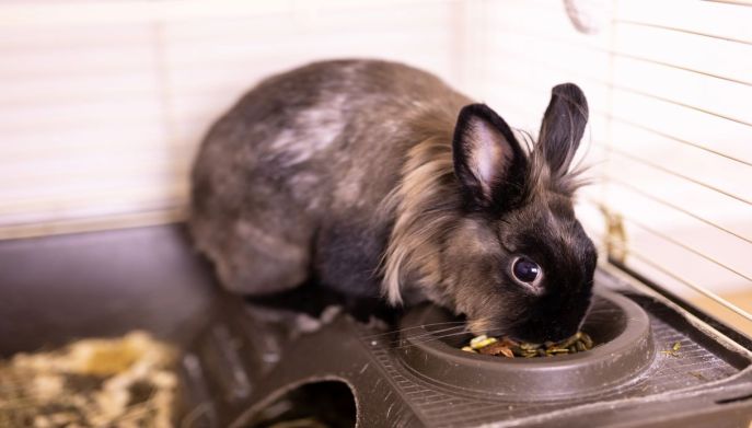 Lionhead rabbit che mangia