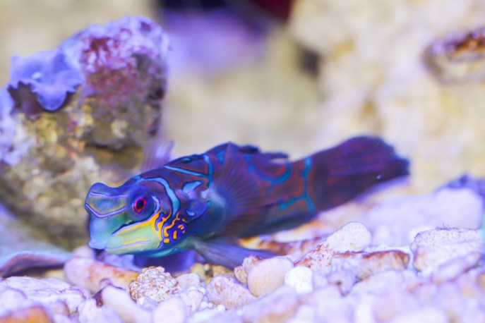 Pesce mandarino