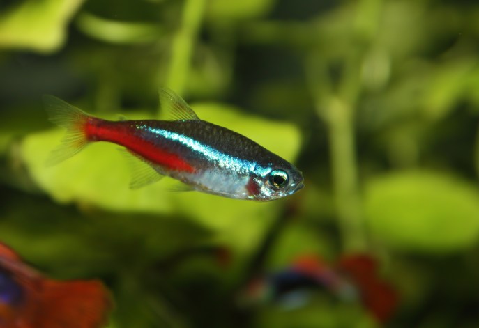 Caratteristiche pesce neon