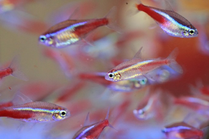 Cura pesce neon