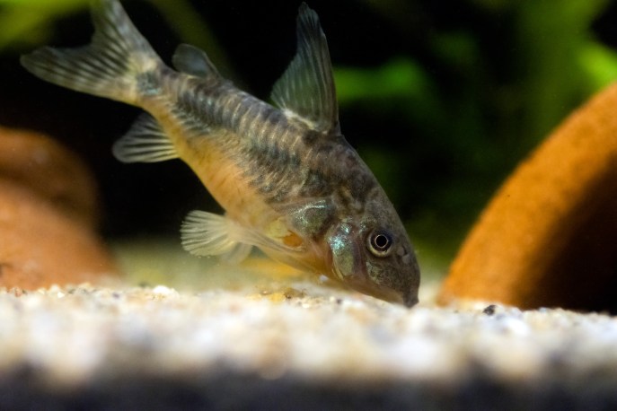 Cura dei pesci Corydoras