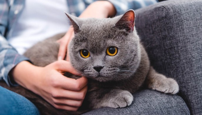 contesti in cui i gatti fanno le fusa