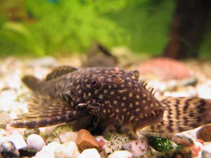 Pesce ancistrus